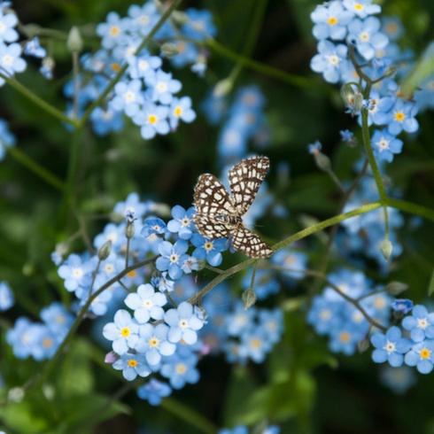 Close up of forget-me-nots with small butterfly sitting on one flower as part of memorial garden ideas