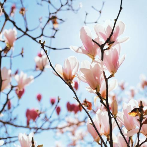 Looking up at a flowering magnolia tree a great idea for a memorial garden