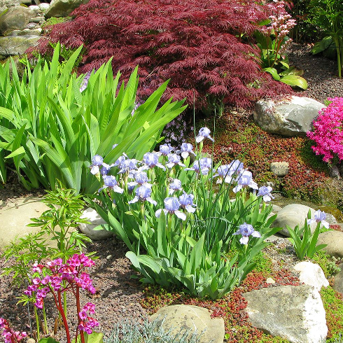 Bright beautiful flowers in a front garden