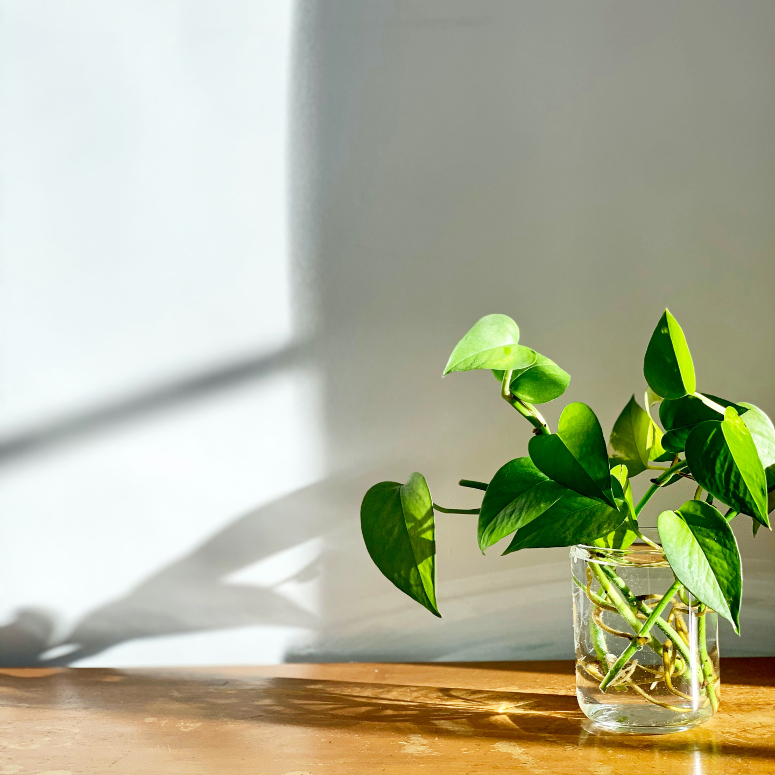 10 Easy Plants You Can Propagate From Cuttings