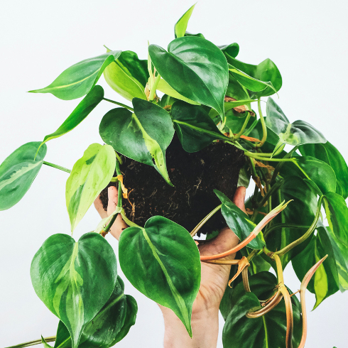 A Philodendron plant being held up by someone's hand