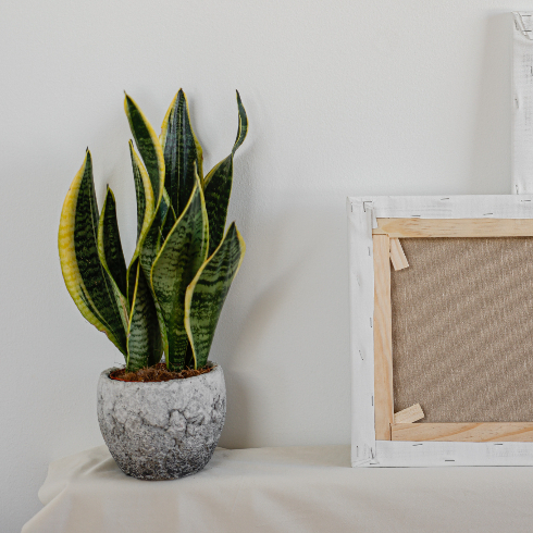 a healthy snake plant in a grey pot near a bulletin board