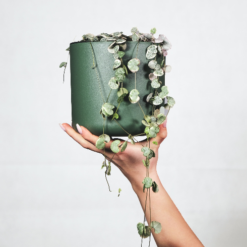 Female hand holding up a potted string of hearts plant