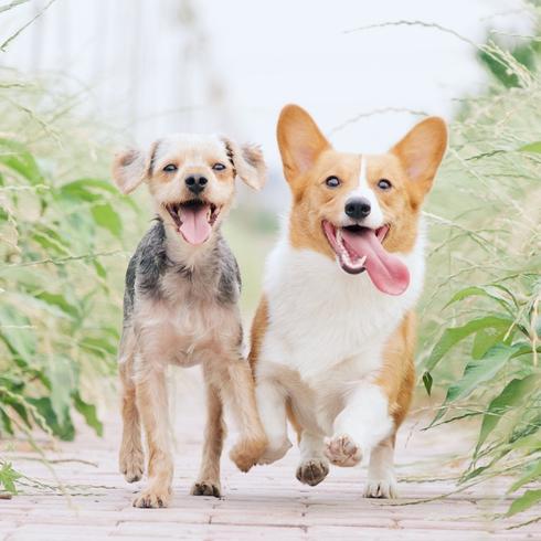 two dogs running in the backyard