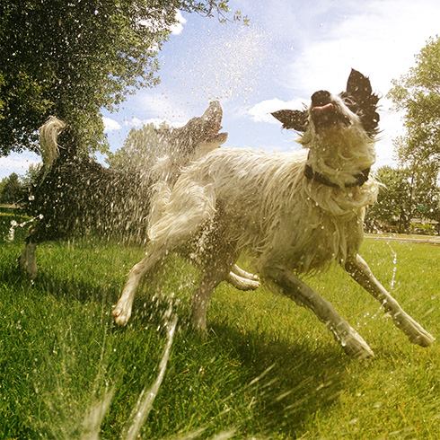 dogs playing in water