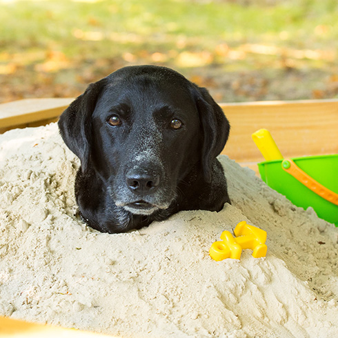 happy dog in a sandbox