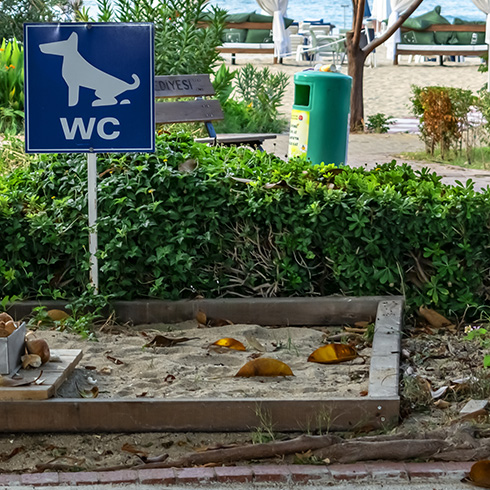 potty area for dogs