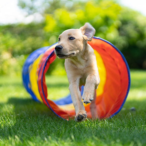 dog running though a tunnel