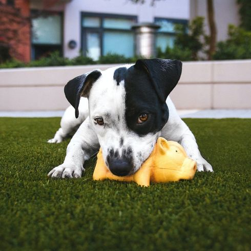 Make Your Fence Dog Friendly