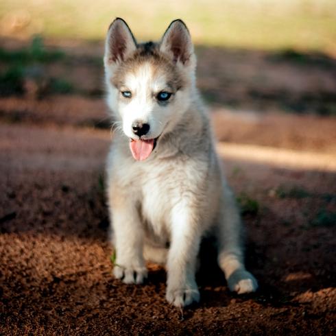 little puppy on mulch