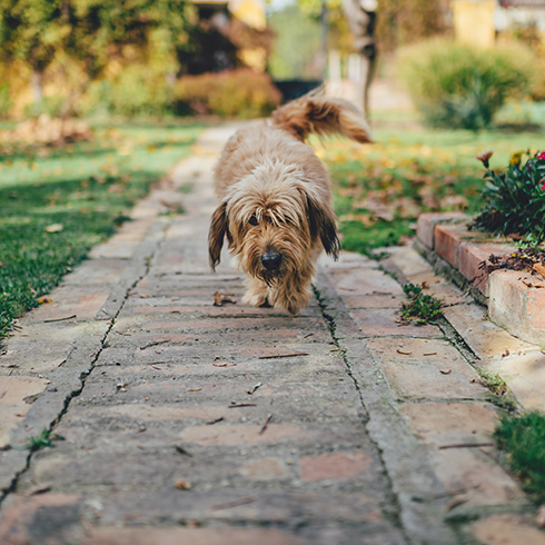 dog walking on a path