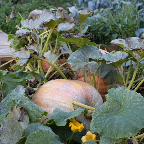 A close up shot of Pamela Anderson's pumpkins