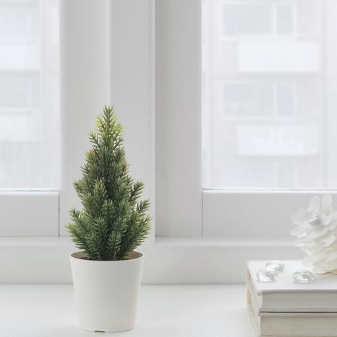 Mini spruce tree