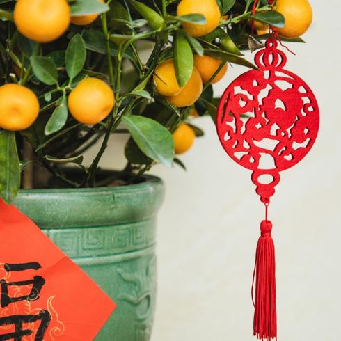 Kumquat tree with red paper hanging.