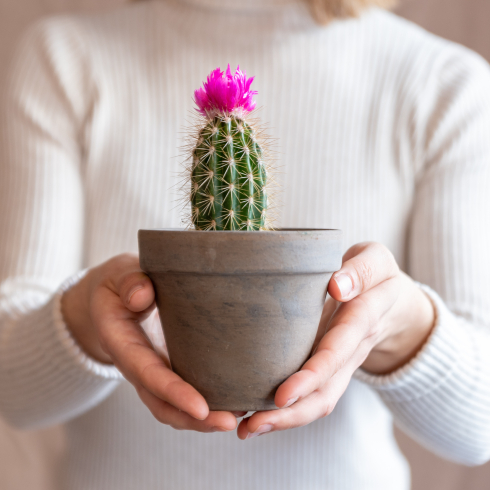 person holding a small cactus plant in pot with pink flower