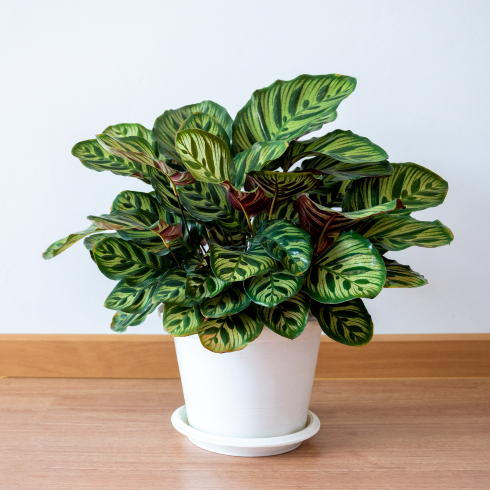 calatheas plant in a white pot on table