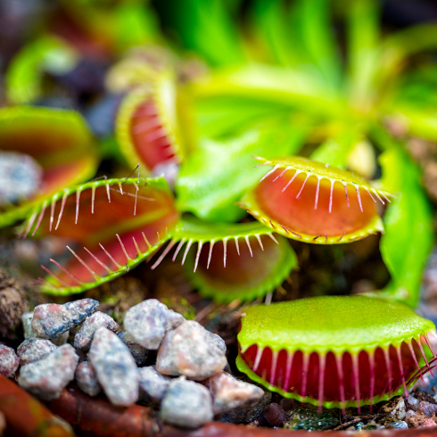 venus flytrap plant