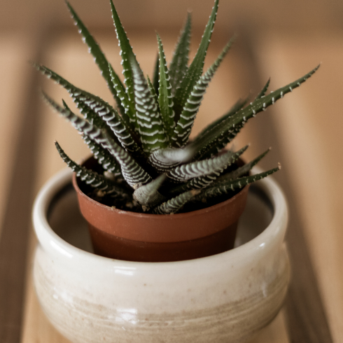 Haworthia potted plant