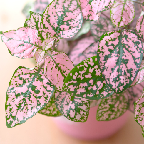 Bright pink polka dot plant sitting in pink pot