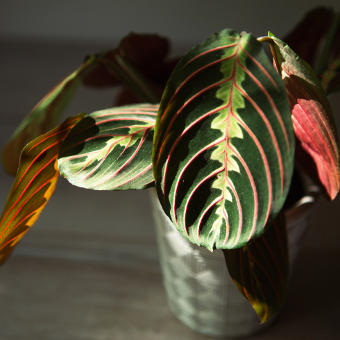 small prayer plant in black pot on table