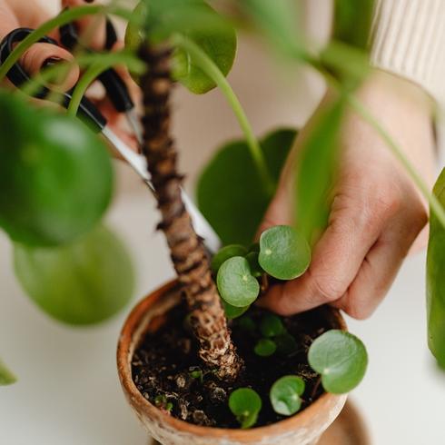 Trimming a plant