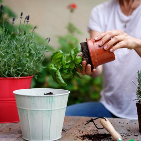 Replanting a plant