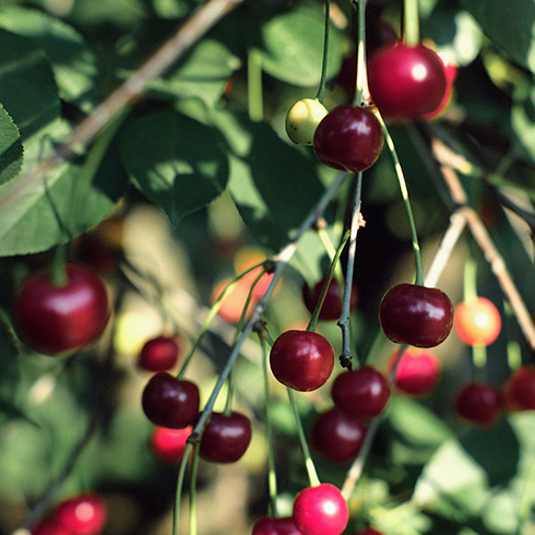 closeup of cherry tree