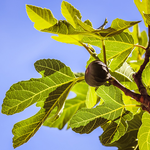 Fig hanging from a tree