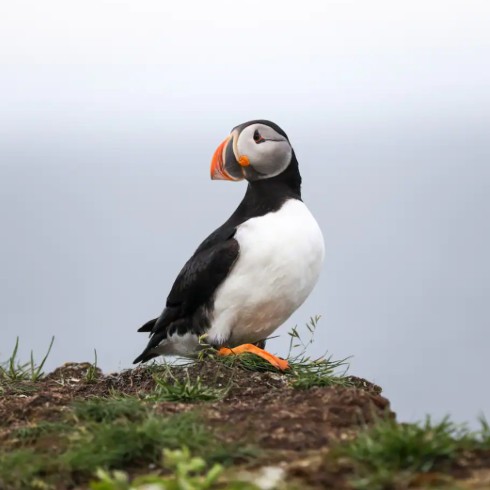 Puffin outside Eagles Nest Cliff House