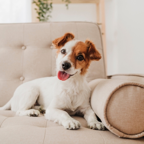 Dog sitting on a couch