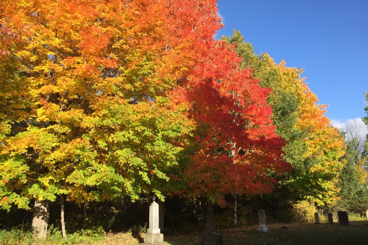 autumn leaves