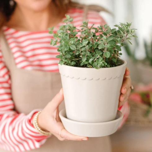 Jillian Harris holding scalloped white planter with plant inside.