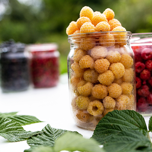 mason jar of yellow raspberries in forground; mason jars of red raspberries and black berries in background