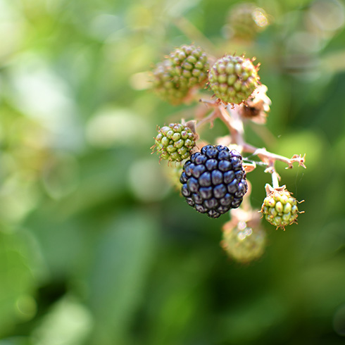 a cluster of blackberries on a bush