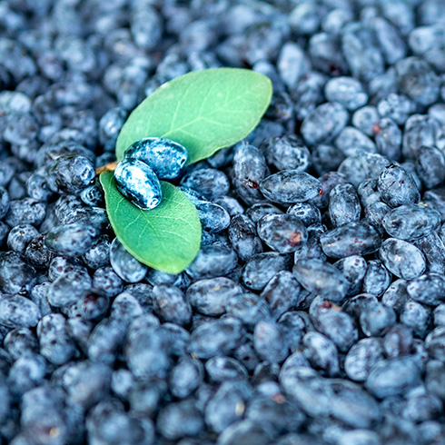 overhead view of picked haskap berries, which are blue like blueberries but long like grapes