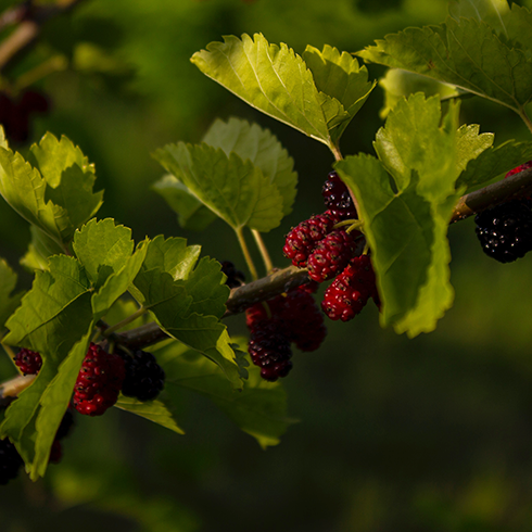 clusters of red mulberries on a bush