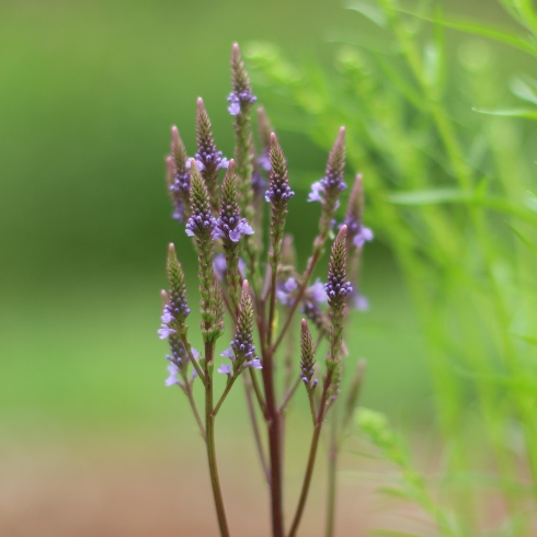 A native plant species at Macphail Woods in Prince Edward Island