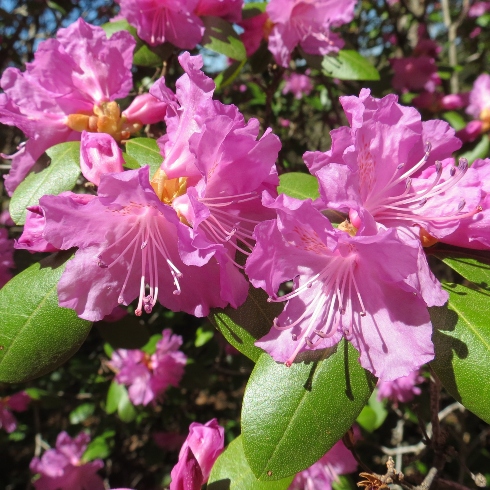 Azaleas at the Fredericton Botanic Garden in New Brunswick