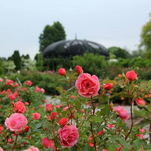 The Rose Garden at the Royal Botanical Gardens' Hendrie Park in Burlington, Ontario