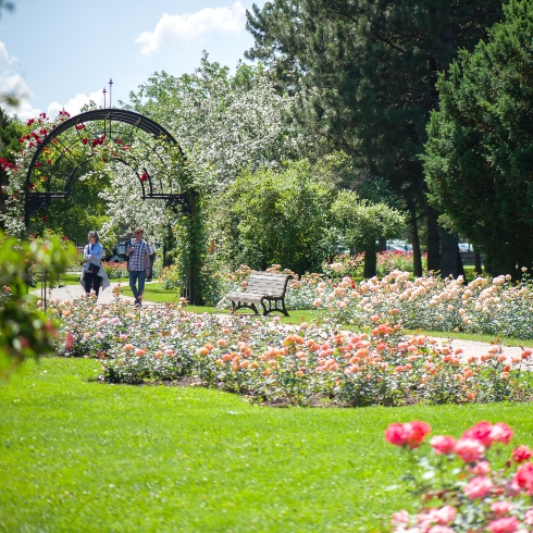 Roses in different shades of pink and an arch with flowers at the Montreal Botanical Garden