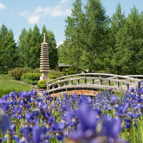 The Kurimoto Japanese Garden at the University of Alberta, with purple flowers, a bridge and a pagoda sculpture