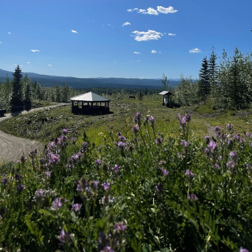 Fireweed and a view of Faro and the Pelly Mountains in the Yukon