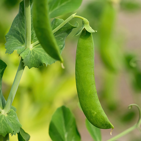 Closeup of a bean growing on a plant