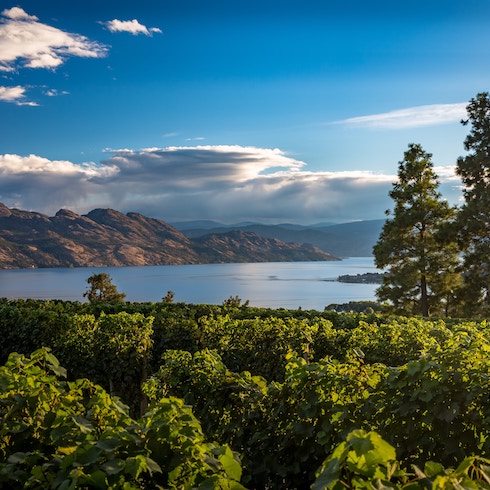 Kelowna landscape