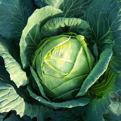 Closeup of a cabbage