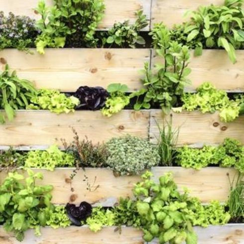 vertical garden in backyard