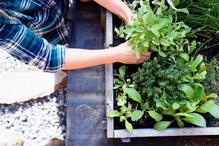 person tending to herbs in planter garden