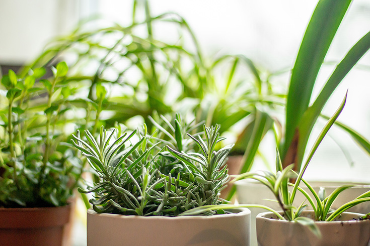 herbs on a windowsill