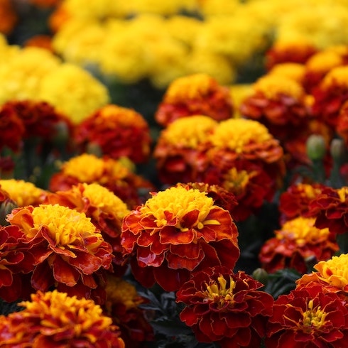 Bright red and yellow marigolds.