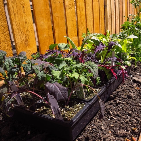 Garden bed of kale and nasturiums in backyard